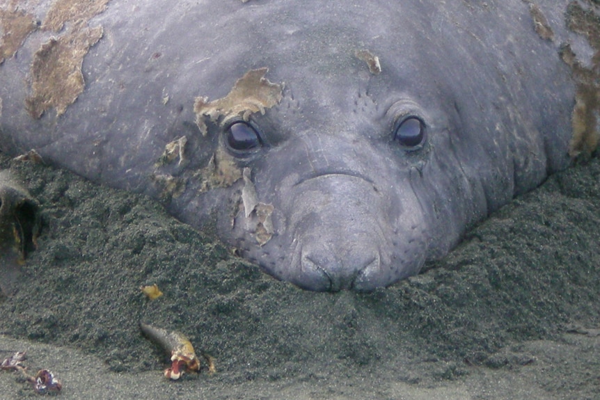 A close up of the head of a grey seal with dark eyes lying in sand.