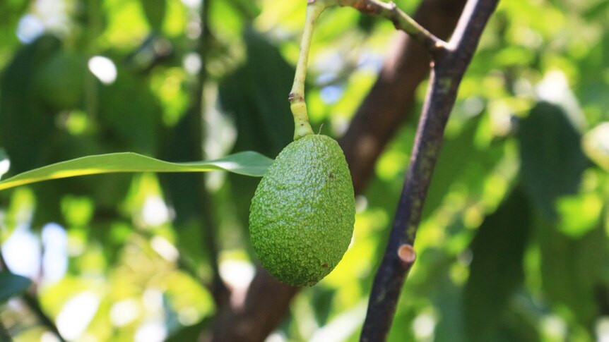 Young avocado hangs on a branch.