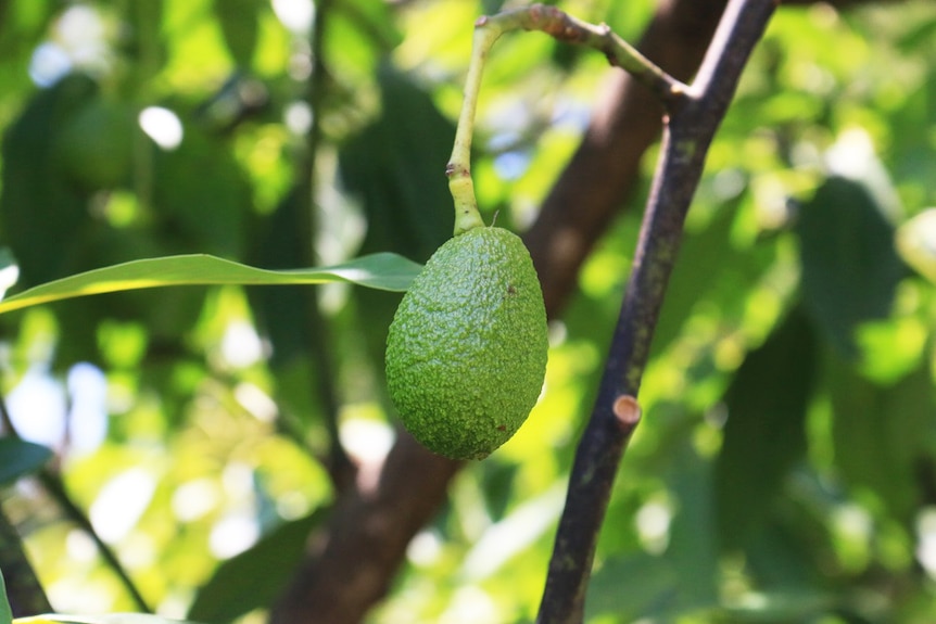Young avocado hangs on a branch.