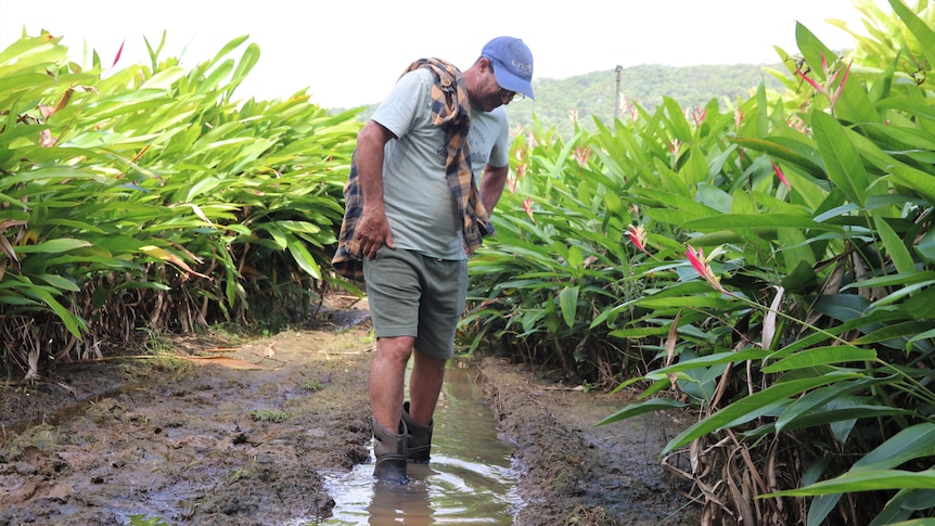 A man wearing gumboots stands ankle-deep in muddy water in a paddock, surrounded by large flowering plants.