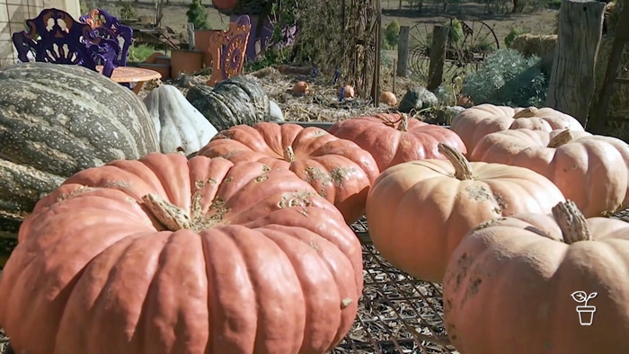 Harvesting And Storing Pumpkins - Gardening Australia