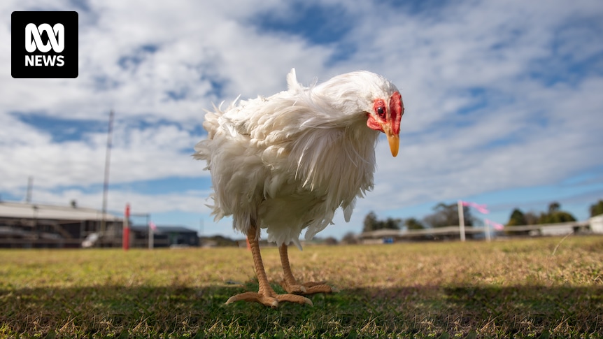 Les éleveurs de poulet australiens crient au poulet en accusant les transformateurs de pratiques commerciales sans scrupules