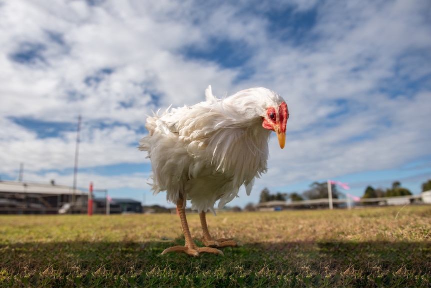 A white chook looking at grass outside large sheds.