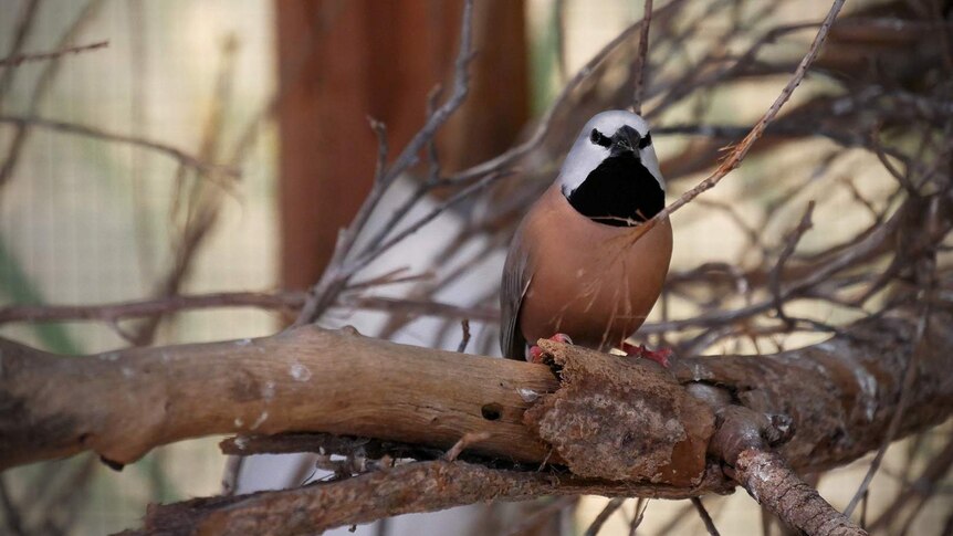 Endangered southern black-throated finch to be monitored at Bravus mine site