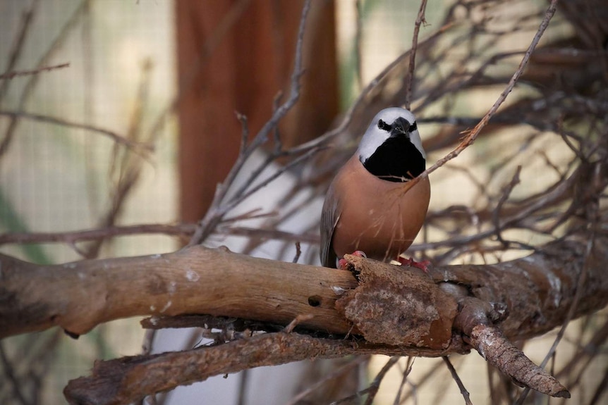 Black, grey and brown bird perched on a branch