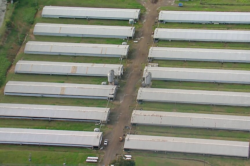 an aerail shot of a chicken farm in glossodia infected with bird flu