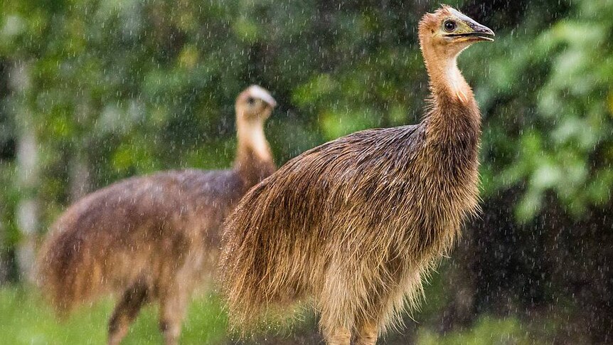 Two large  brown feathery birds in a rainstorm