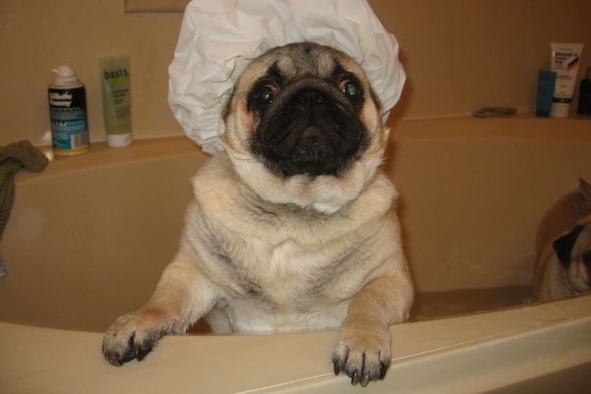 A pug in a bath wearing a shower cap