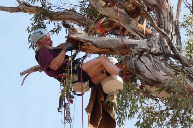A man in a tree with a harness.