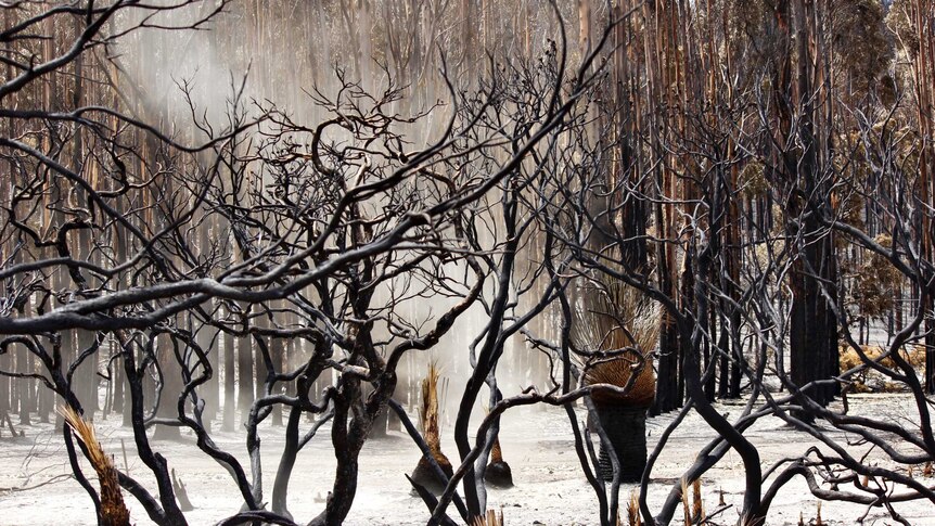 Burnt-out land and black trees