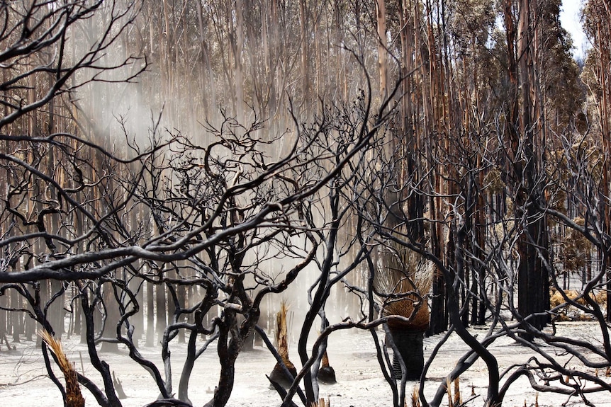 Smoke rises from the ground amid charred trees.