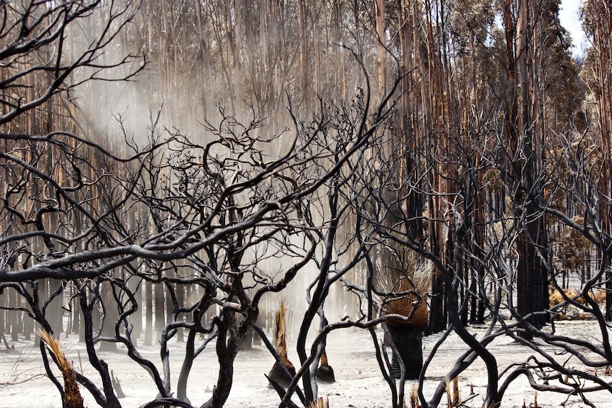Burnt-out land and black trees