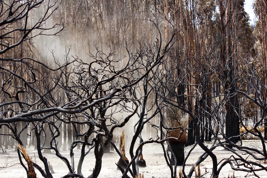 Tierra quemada y árboles negros