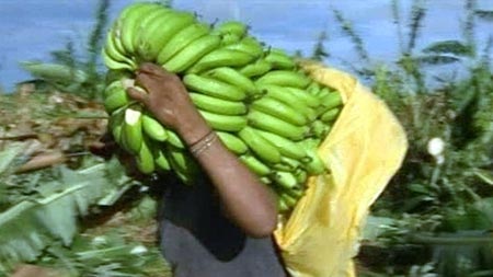 Banana farming up north