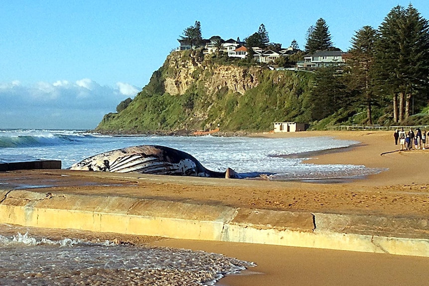 The body of a humpback whale lies on the beach at Newport on Sydney's northern beaches.