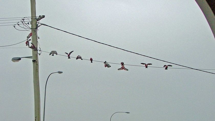Pink galahs sit on a power line.