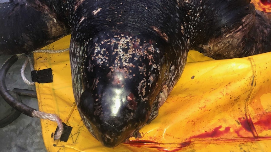 A leatherback turtle lying dead on a piece of yellow plastic inside a boat surrounded by blood stains