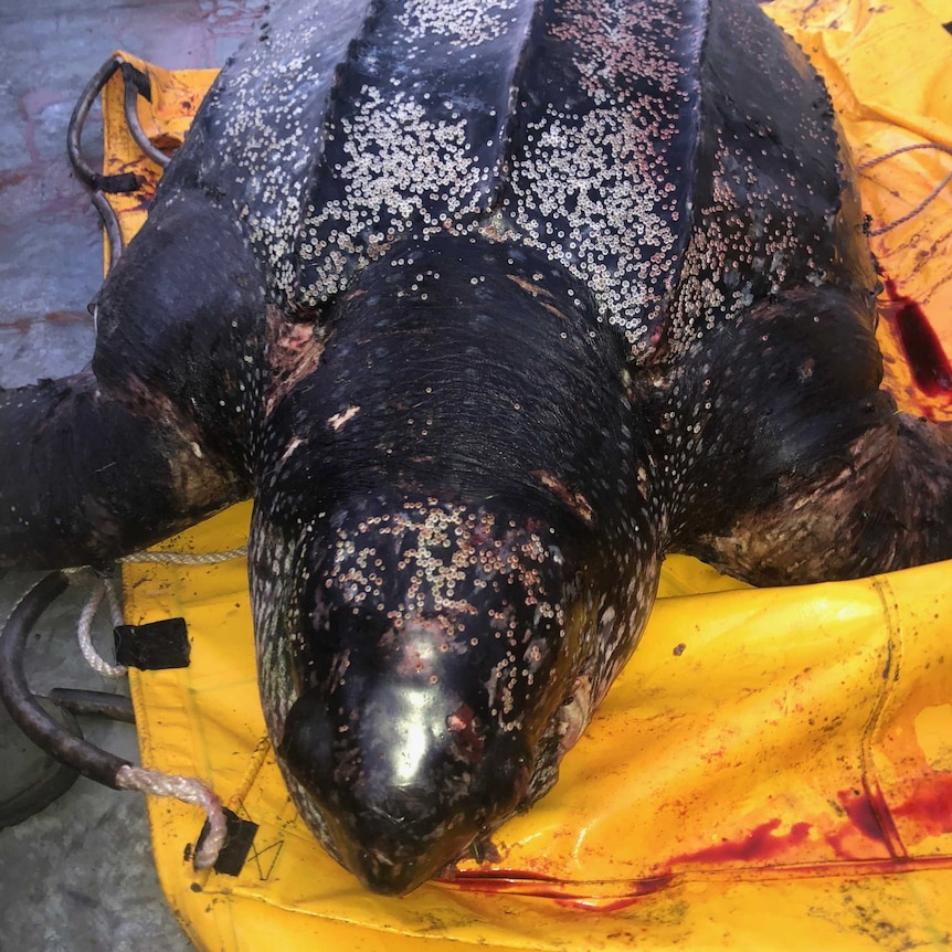 A leatherback turtle lying dead on a piece of yellow plastic inside a boat surrounded by blood stains