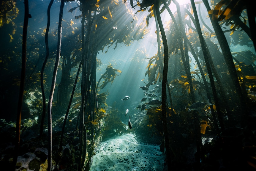 light beams filter through sea water as seaweed reaches upwards, fish swim through