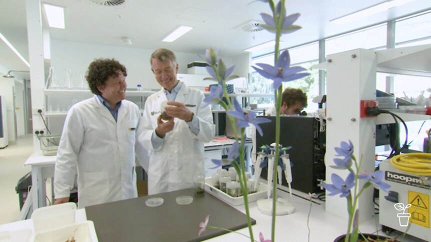 Two men in lab coats with blue orchid in foreground