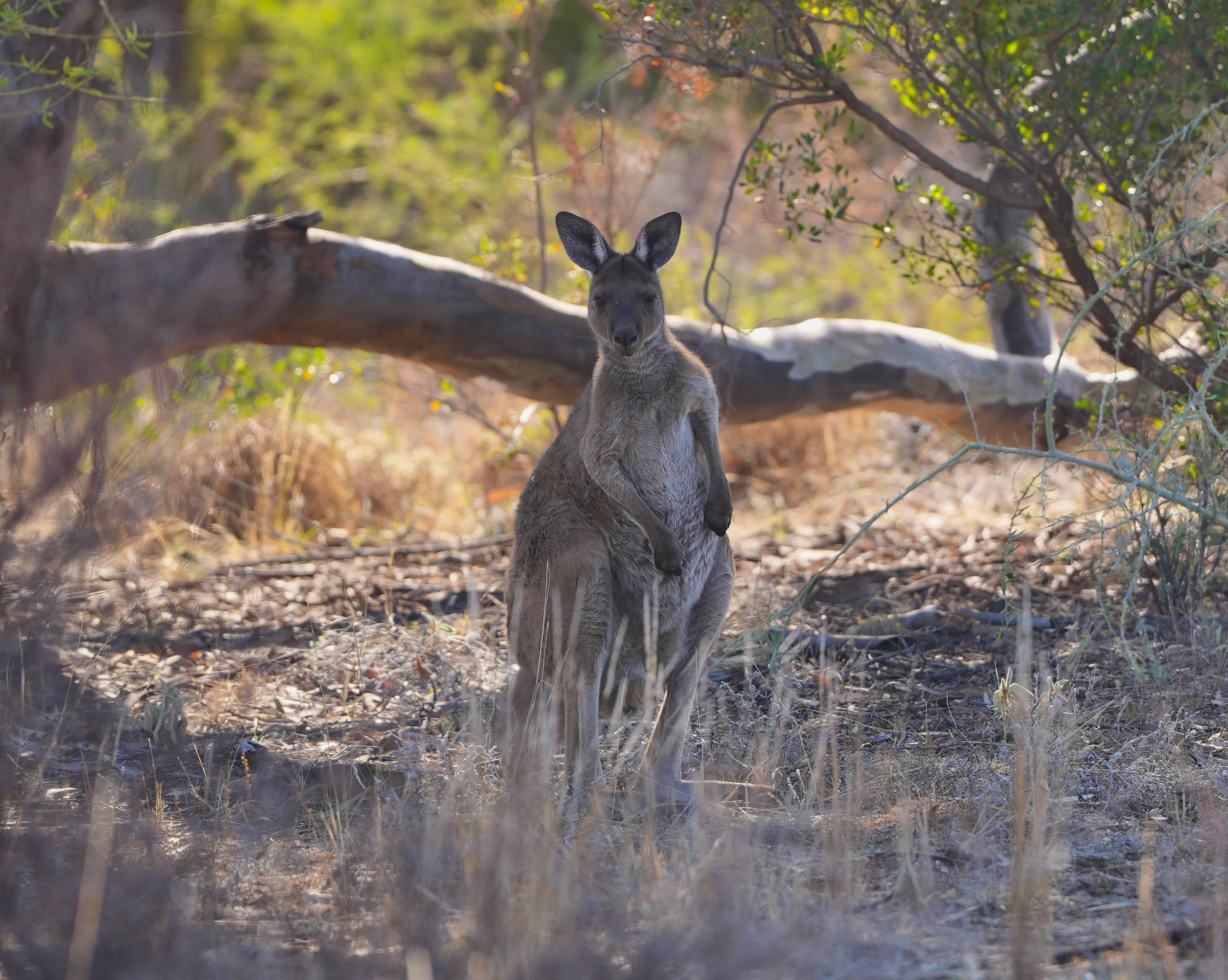 A single kangaroo in a paddock standing upright and looking at the camera from behind grass. 