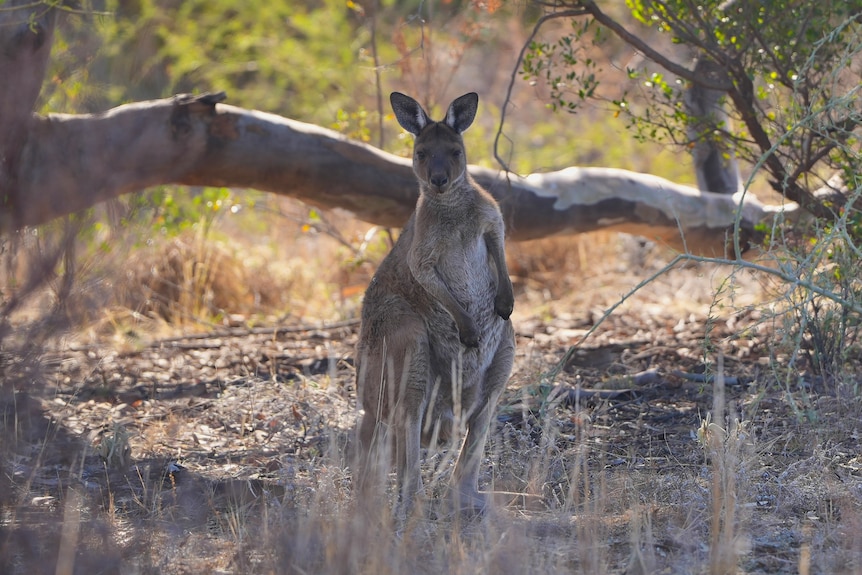 A single kangaroo in a paddock standing upright and looking at the camera from behind grass. 