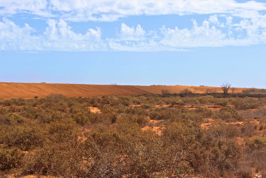 16km of new levees will be opened in Carnarvon