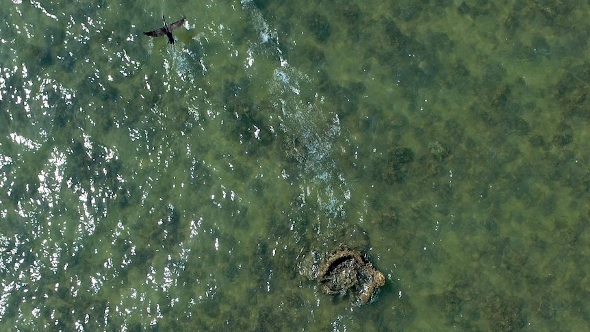 An aerial view of shallow ocean water exposing the engine of an old ship. Two birds fly overhead.