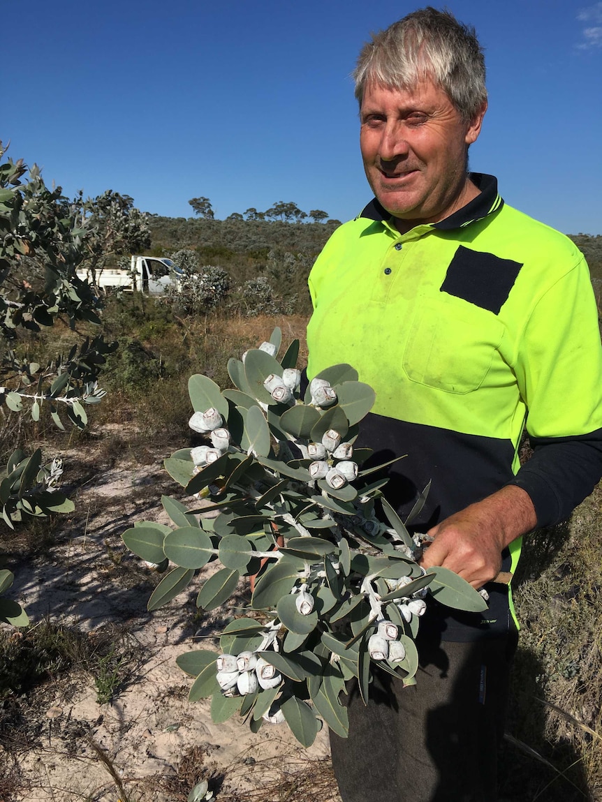 If the success of Victorian farmer Brett McDonald is anything to go by, the native Australian flower market is blooming.