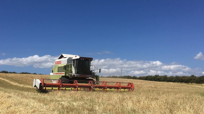 A grain harvester in a paddock of barley.