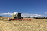 A grain harvester in a paddock of barley.