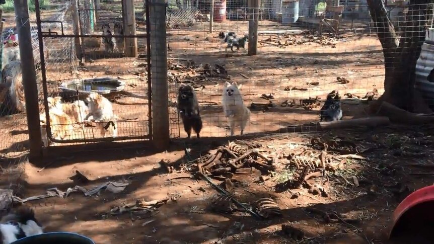 dogs behind chicken wire with their pens covered in old bones and slimy water tubs.