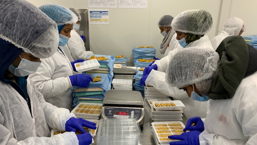 Workers wearing gloves stand on two sides of a table and carefully remove the roe from sea urchins