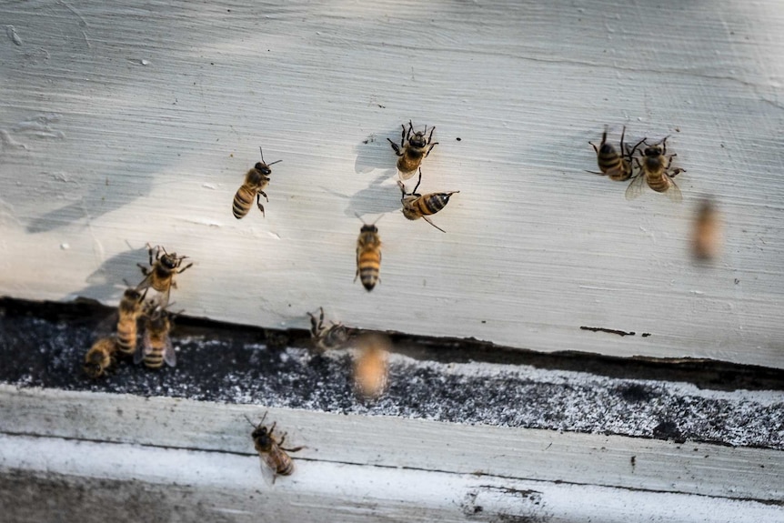 Bees working the hive