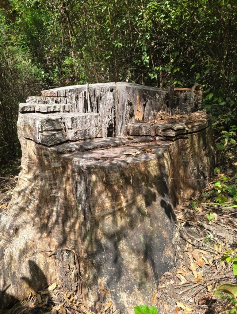 Un tocón de árbol.