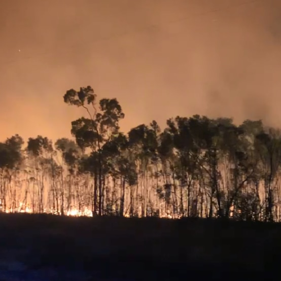 bushfire at night with trees and flames