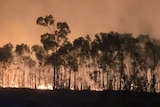 bushfire at night with trees and flames