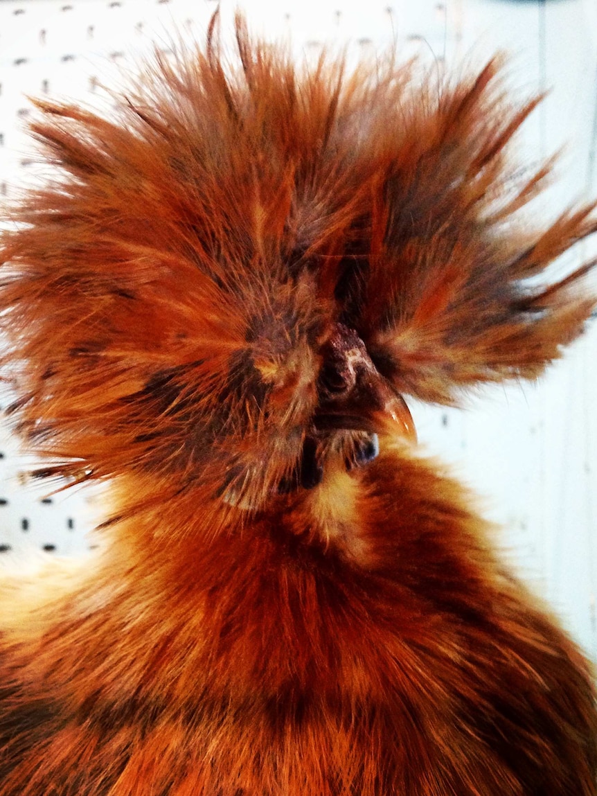 The feathers on a silky chicken at the poultry sale make an impressive headdress.