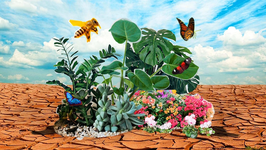 A collage of photographs shows a small green oasis full of insects and butterflies in the middle of a dry, parched landscape