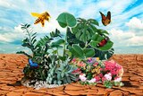 A collage of photographs shows a small green oasis full of insects and butterflies in the middle of a dry, parched landscape