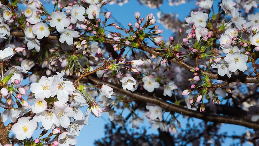 Close up of cherry blossom