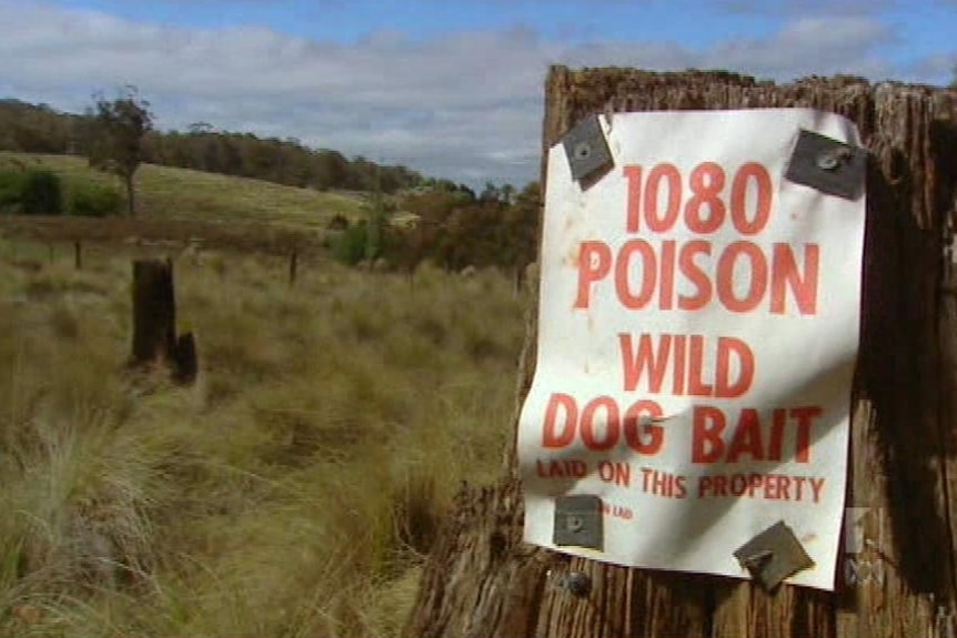 A sign stating poison sticking to a piece of timber.