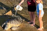 An injured turtle on the Mackay coast is assisted by a mother and daughter.