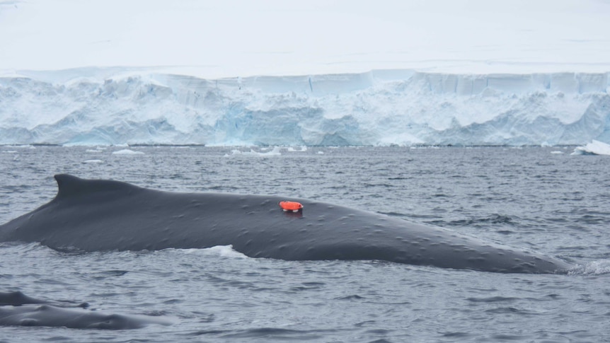 Camera tag on right side of whale.