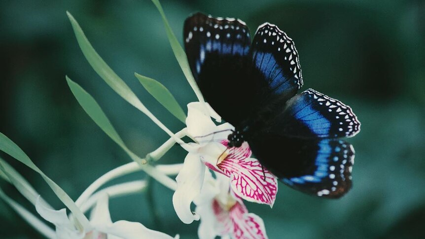 A black butterfly lands on a pink flower.
