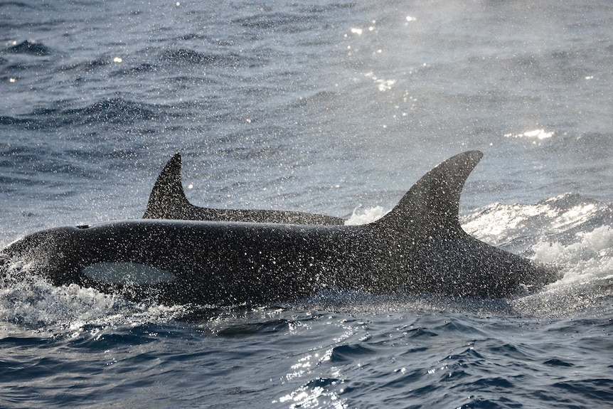 Two killer whale fins in the open ocean.