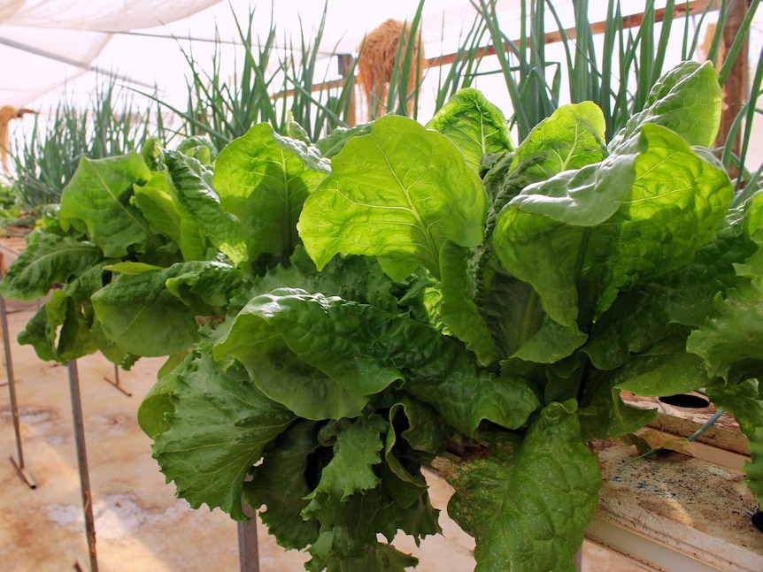 fresh lettuce grown in an aquaponic system