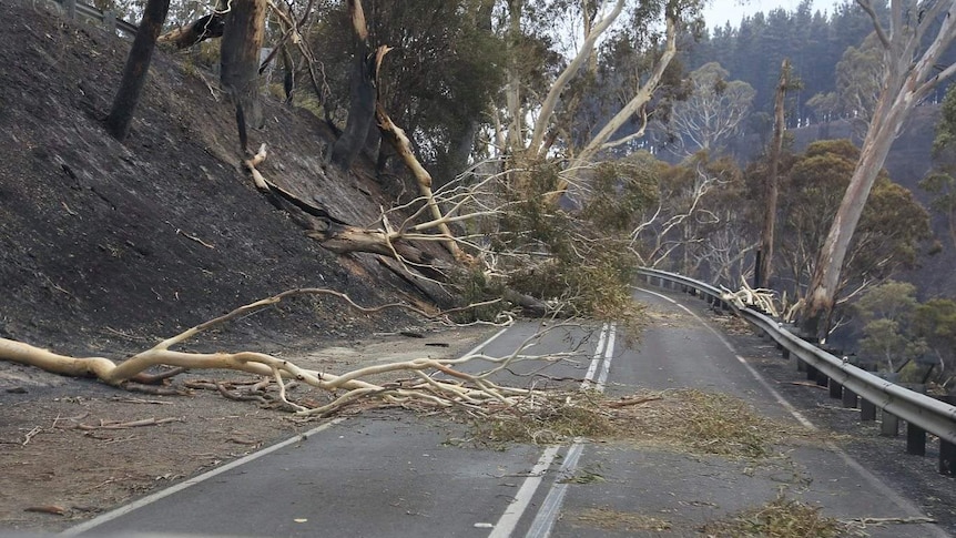 Access to the Sampson Flat fireground in the Adelaide Hills has been restricted by fallen trees.