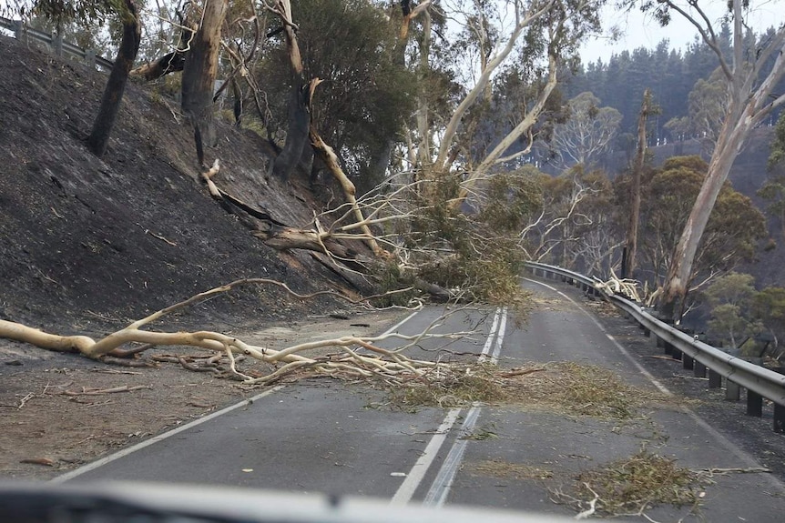 Access to the Sampson Flat fireground in the Adelaide Hills has been restricted by fallen trees.