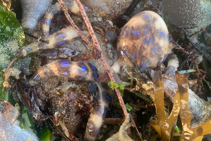 A blue-ringed octopus lying amid rocks